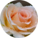 Diane E. - Irvine - 5 Star Google Review